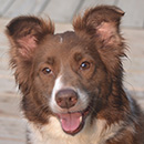 Cocoa was adopted in September, 2015